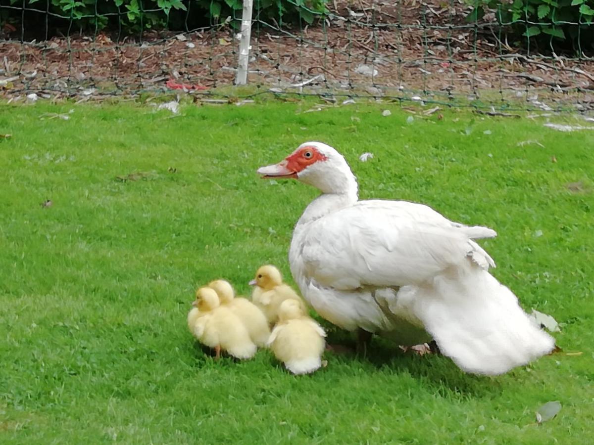 Clumber Lane End Farm Bed & Breakfast Worksop Dış mekan fotoğraf