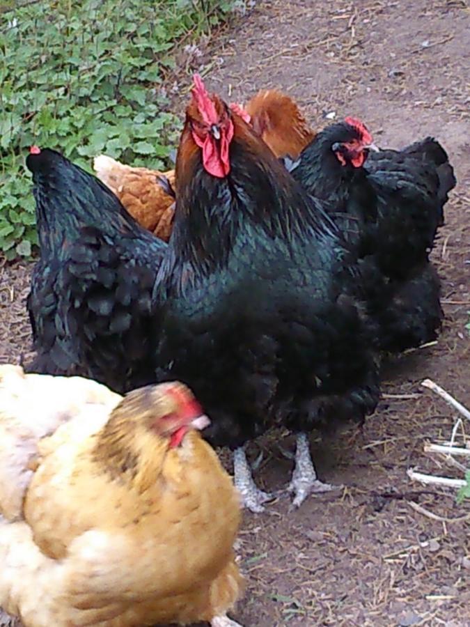Clumber Lane End Farm Bed & Breakfast Worksop Dış mekan fotoğraf